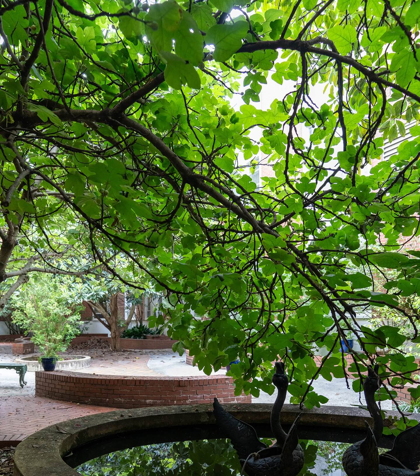 Funchess Hall Fig Tree Cutting