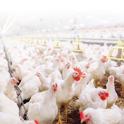 Unlock Your Potential: Strengths-Based Strategies for Communication, Leadership, and Team  Success in the Poultry Industry