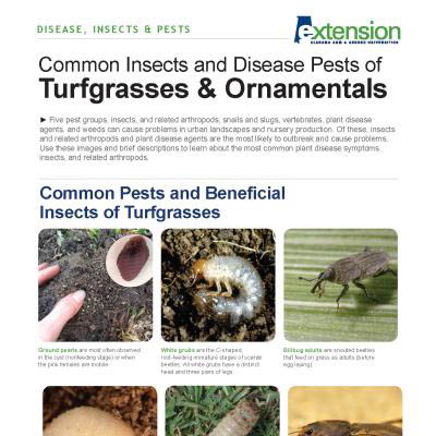 Common Insect and Disease Pests of Turfgrasses and Ornamentals