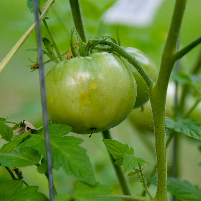 Backyard Tomato 4/26 at 900 AM Autauga County Extension