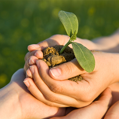 Pay Invoice - Auburn Plant Diagnostic Lab