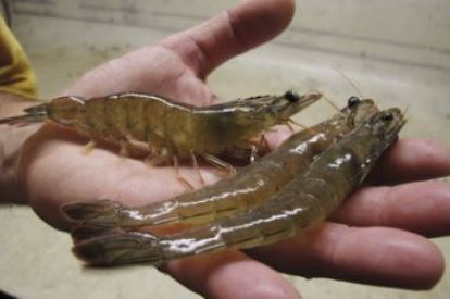 Annual Shrimp Sale