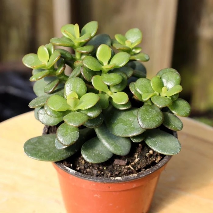 Custom Jade Plant