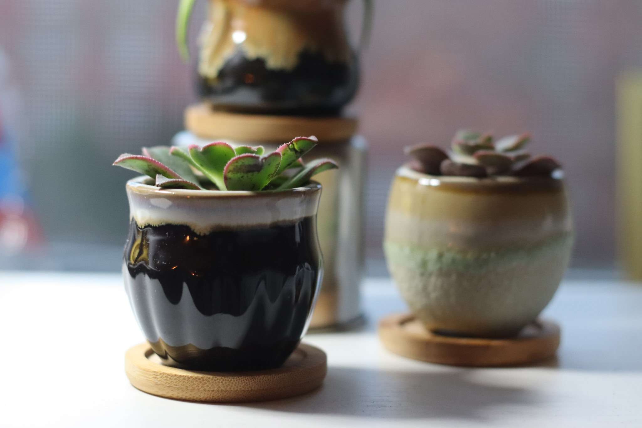 Potted Succulent