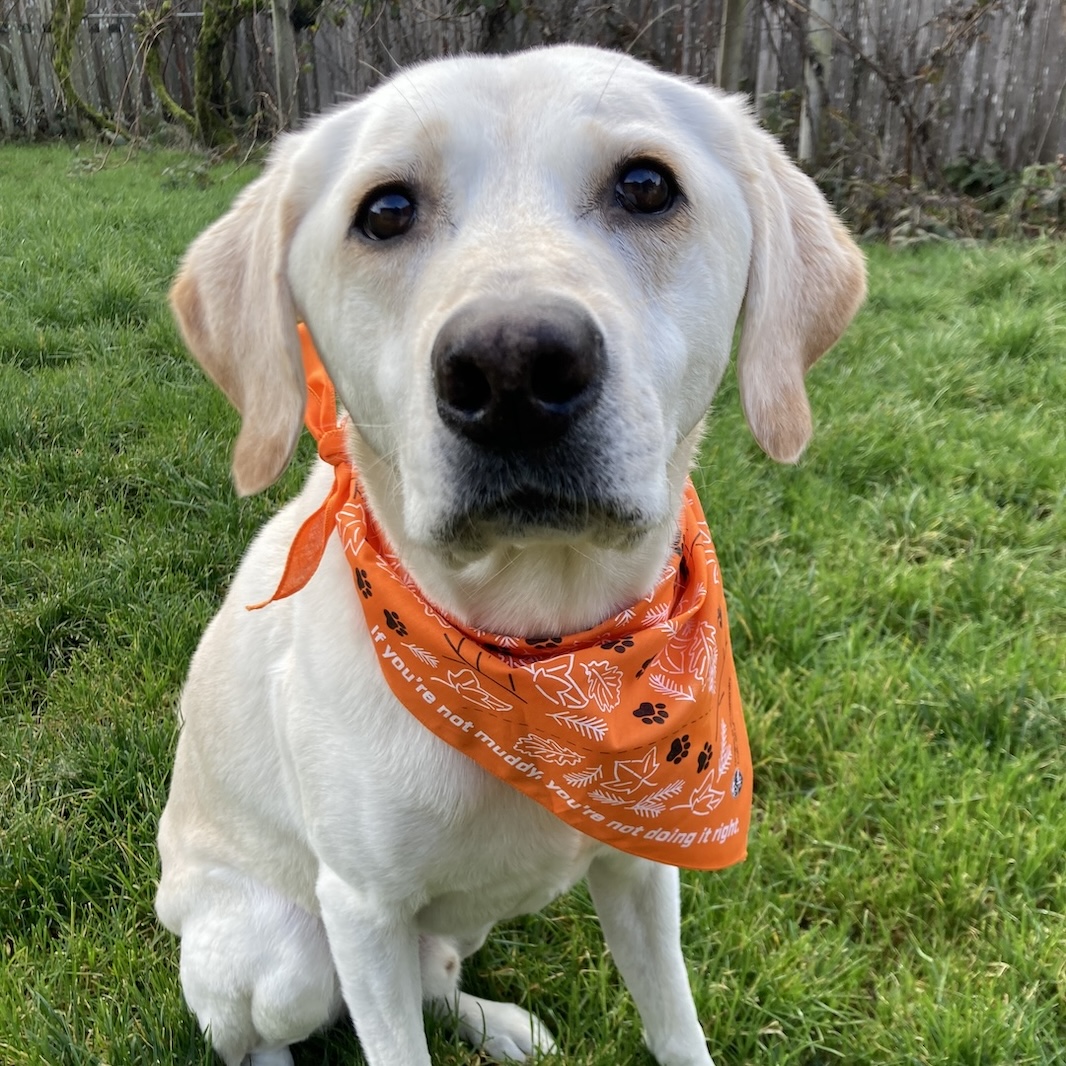 Osu 2024 dog bandana