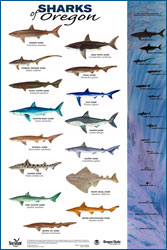 Sharks of Oregon [poster]