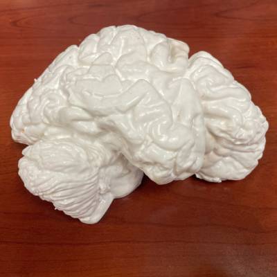 Whiteboard Markable Hemisected Brain