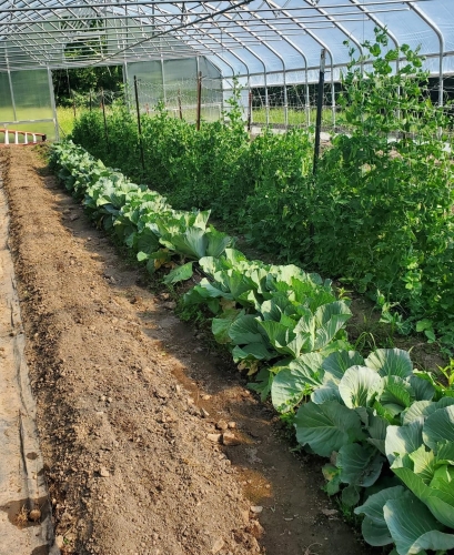 Soil Test - Micronutrient Package
