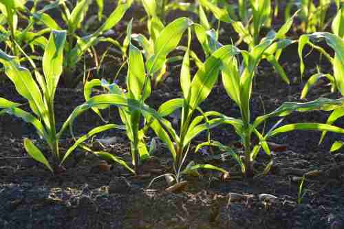 Three Soil Tests - Electrical Conductivity, Organic Matter & Micronutrient Package