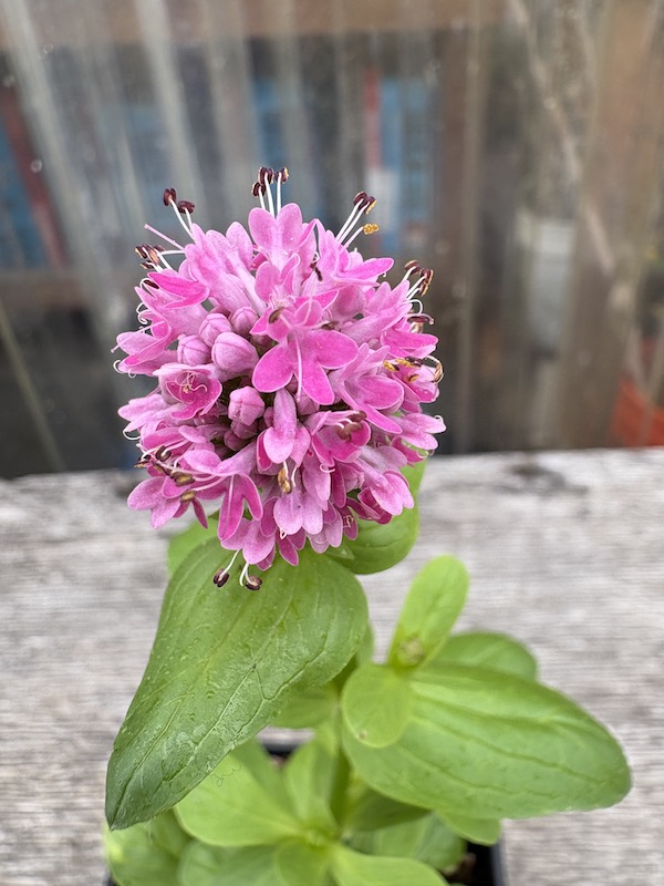 Sea blush, Plectritis congesta, 4", SALE