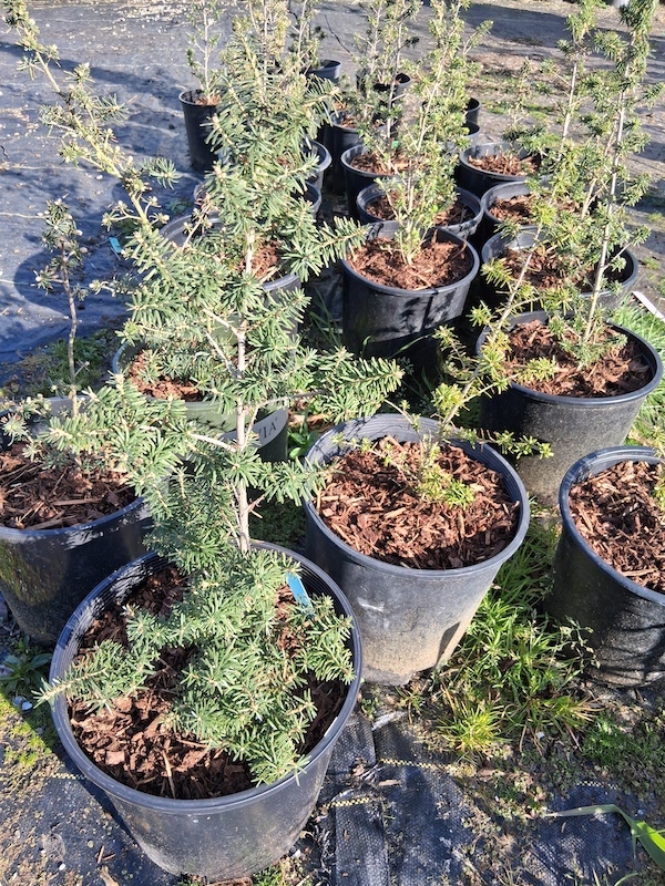 Mountain hemlock, Tsuga mertensiana, gallon
