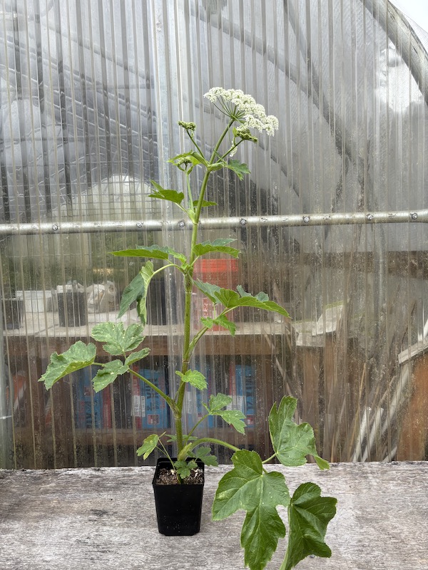 Cow parsnip, Heracleum maximum, Gallon, Pittmoss grown