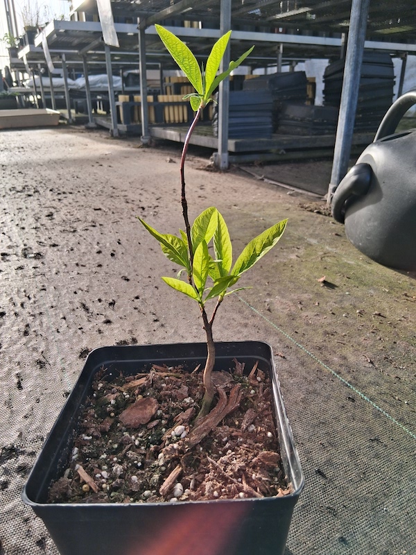 Oemleria cerasiformis, osoberry, 1 gallon
