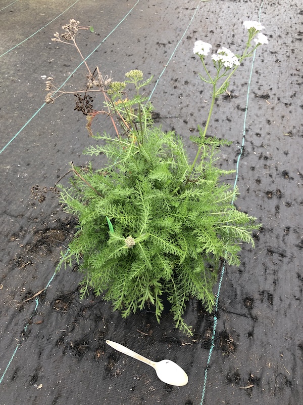 yarrow, Achillea millefolium, 1 gallon