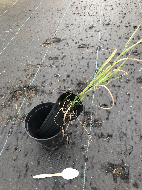 blue wildrye, Elymus glaucus, D40