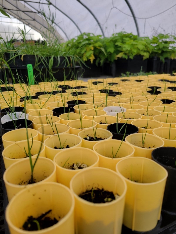 Nodding onion, Allium cernuum, 164 ml