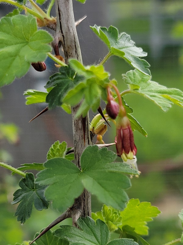 Gooseberry, Ribes divaricatum, 1 gallon