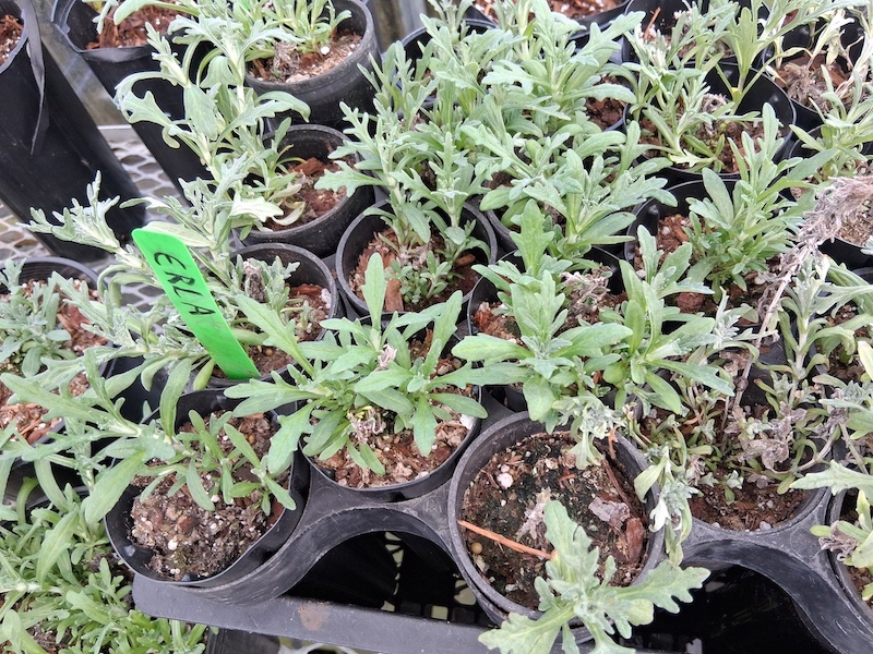 Oregon sunshine, Eriophyllum lanatum, D40