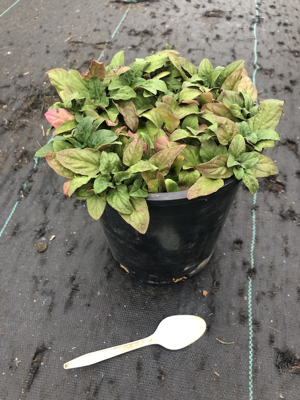 self-heal, Prunella vulgaris, 1 gallon