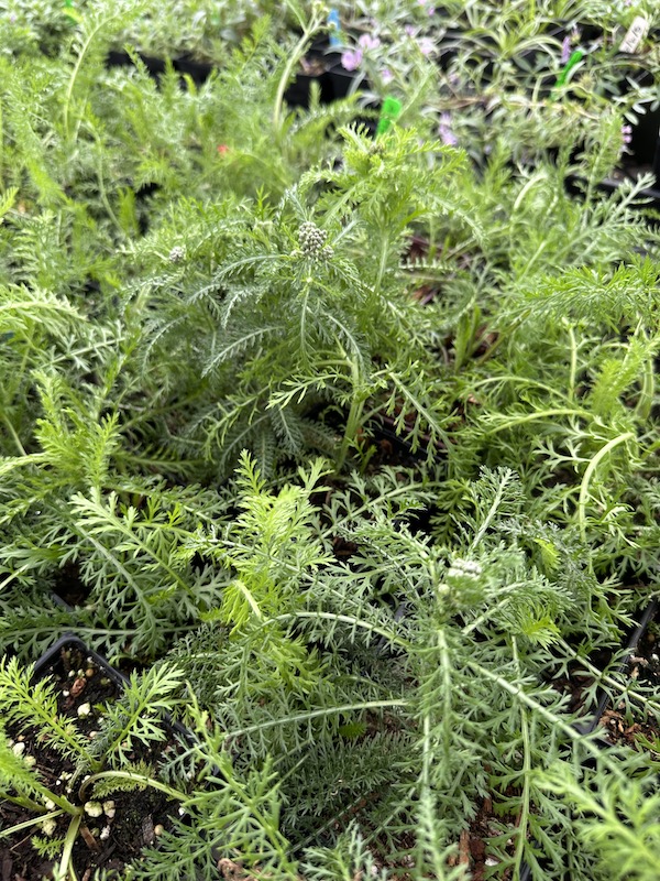 Yarrow, Achillea millefolium, 4"