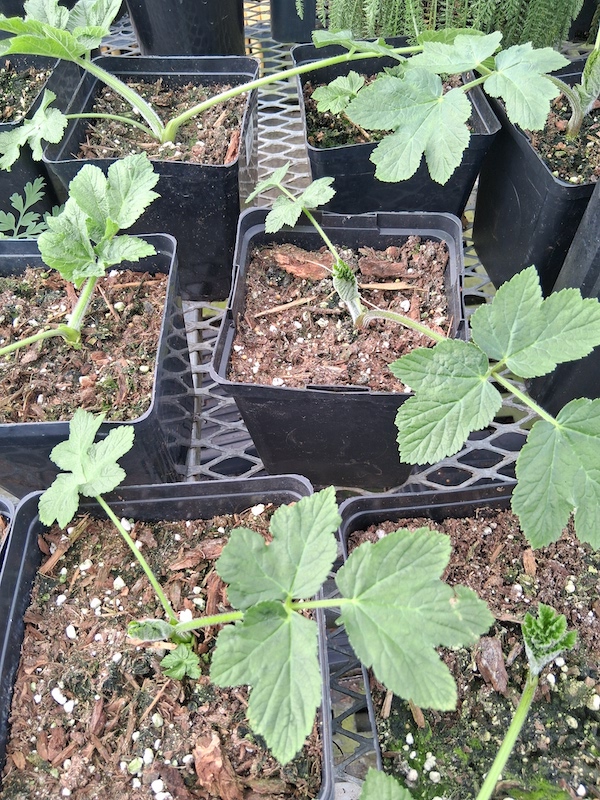 Cow parsnip, Heracleum maximum, gallon
