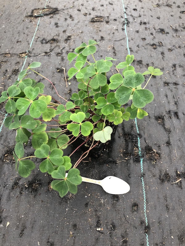 redwood sorrel, Oxalis oregana, 4-inch