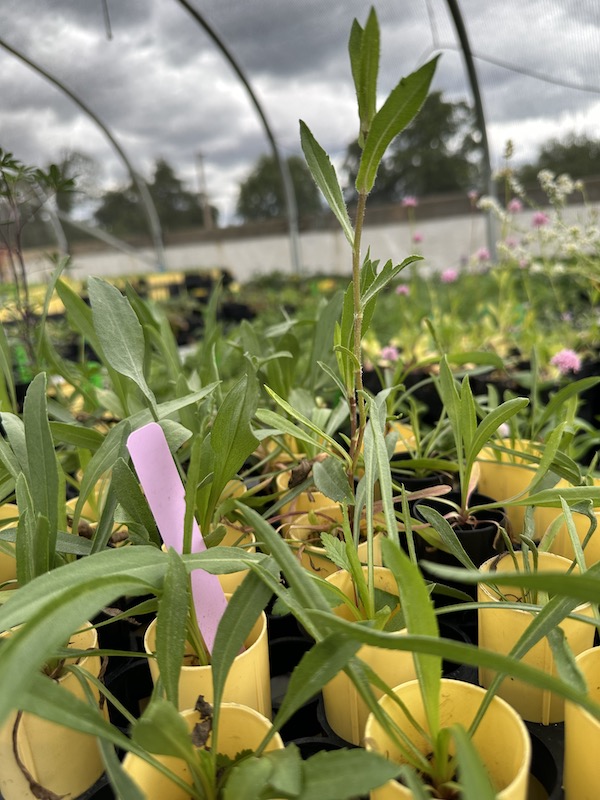Puget Sound gumweed, Grindelia integrifolia, D16
