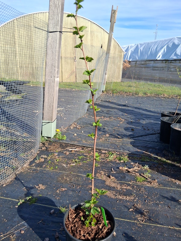 Pacific ninebark, Physocarpus capitatus, gallon