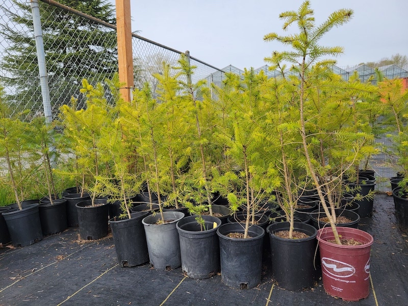 Douglas fir, Pseudotsuga menziesii, 1 gallon, SALE