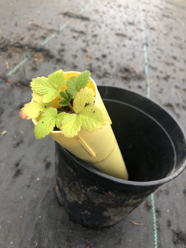 wild strawberry, Fragaria vesca, 164 mL