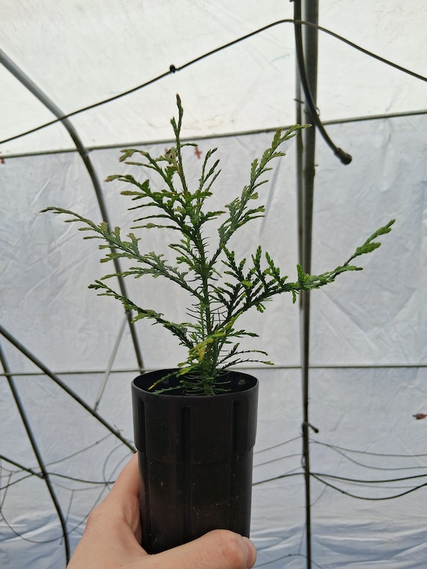 Western redcedar, Thuja plicata, D40