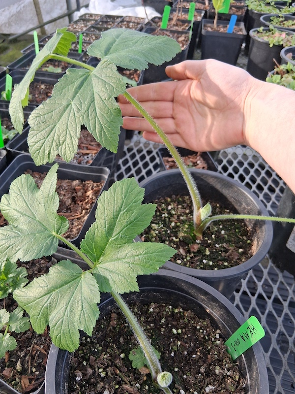 cow parsnip, Heracleum maximum, Gallon, Pittmoss grown