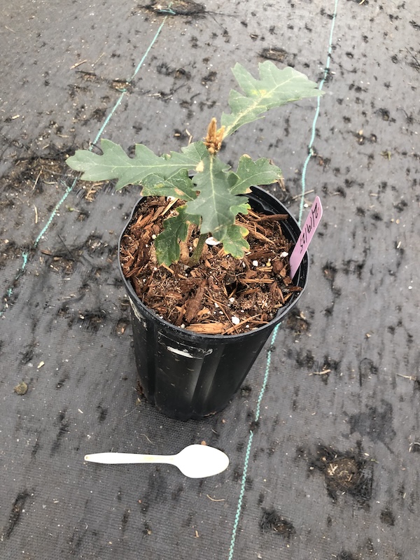 Garry oak, Quercus garryanna, 1 gallon