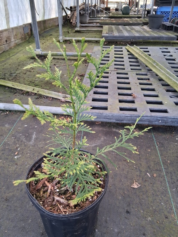 western redcedar, Thuja plicata, 1 gallon, SALE