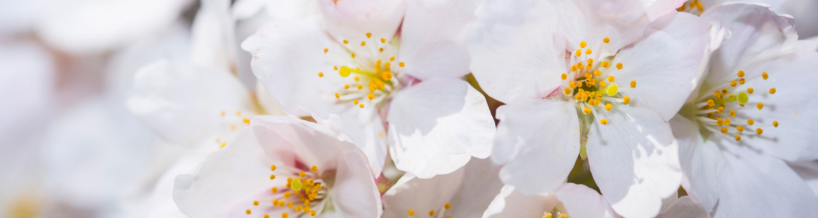 cherry blossom image