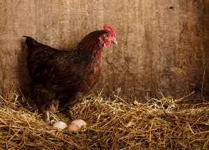 The 4-H Laying Flock Project