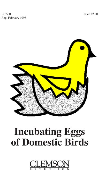Incubating Eggs of Domestic Birds