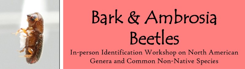 Bark and Ambrosia Beetles Workshop