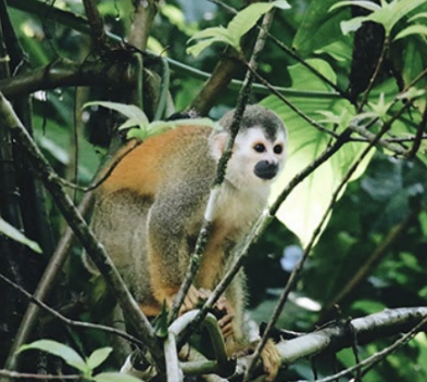 Costa Rica Trip Summer 2026 Final Payment Due: Apr 15, 2026