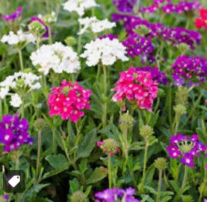 Hort Club: 5 and ½” Verbena or Bidens