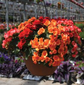 Hort Club: 12" Begonia Baskets