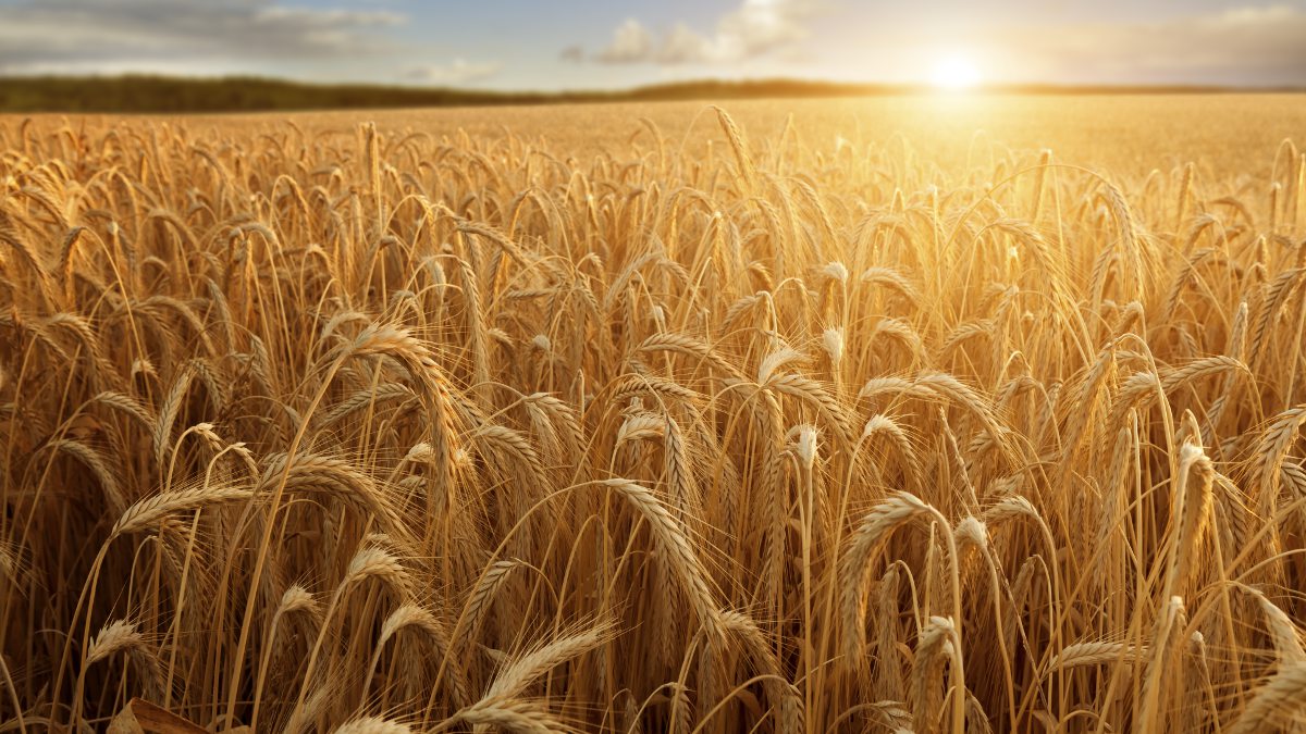 Western Wheat Workers Event ($120)