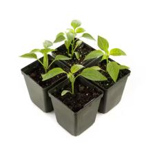 Hort Club: 4 Packs Tomatoes, Peppers, Flowers