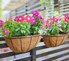 Hort Club: 16” Pulp Hanging Baskets