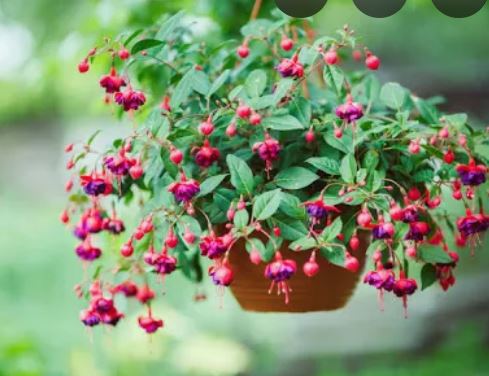 Hort Club: 12" Fuchsia Baskets