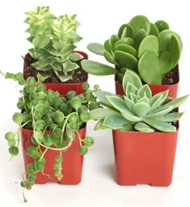 Hort Club: Succulents in 5 and ½” Pots