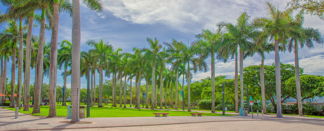 University of Miami 