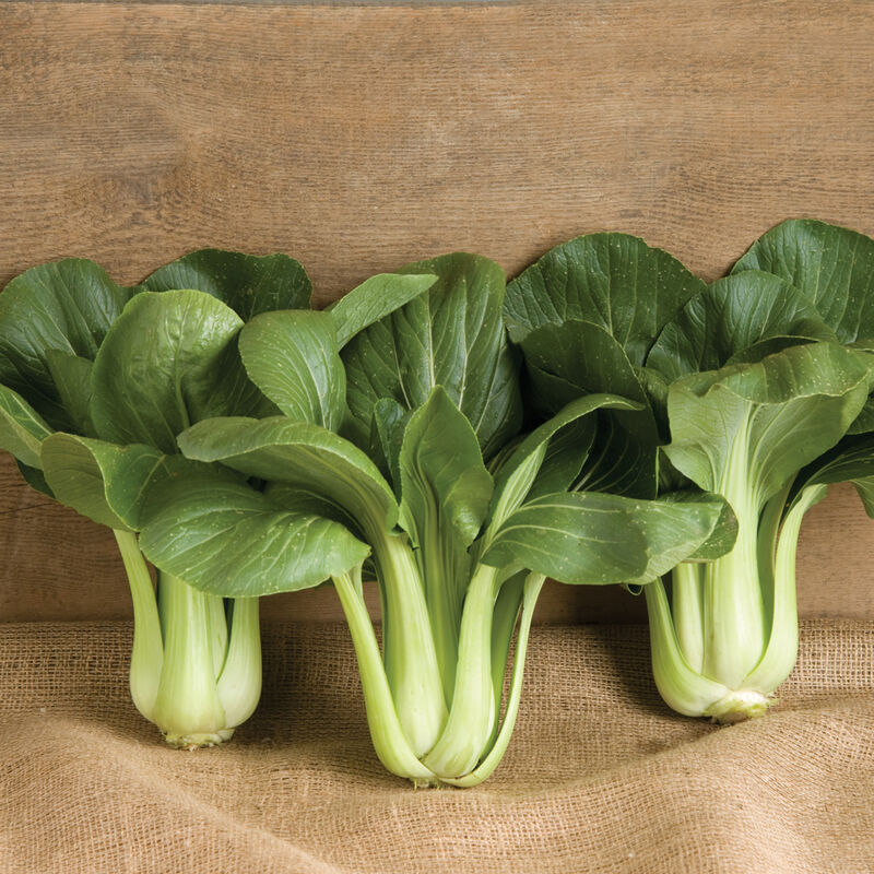 Pac Choi