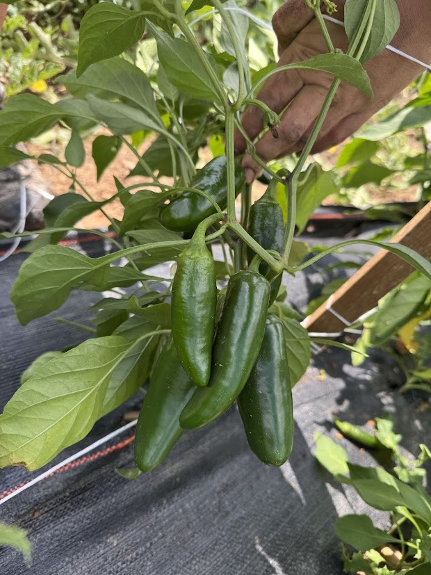 Jalapeño Peppers