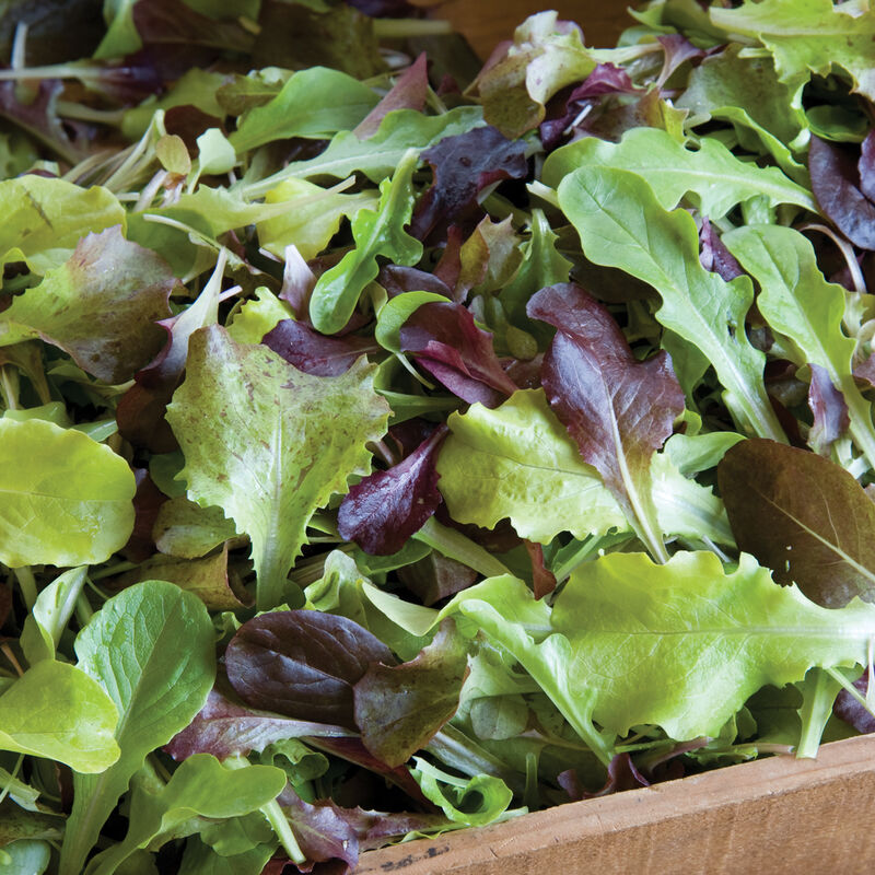 Baby Lettuce Mix